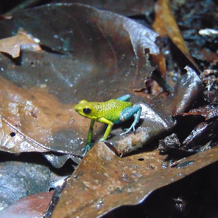 Hacienda Mil Bellezas - Private 40Ha Jungle Reserve Кепос Экстерьер фото