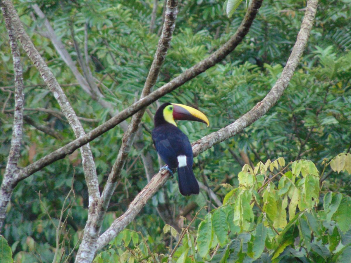 Hacienda Mil Bellezas - Private 40Ha Jungle Reserve Кепос Экстерьер фото