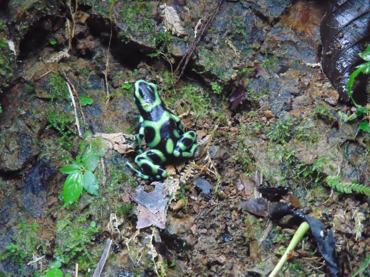 Hacienda Mil Bellezas - Private 40Ha Jungle Reserve Кепос Экстерьер фото